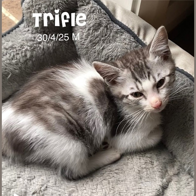 Photo of Trifle