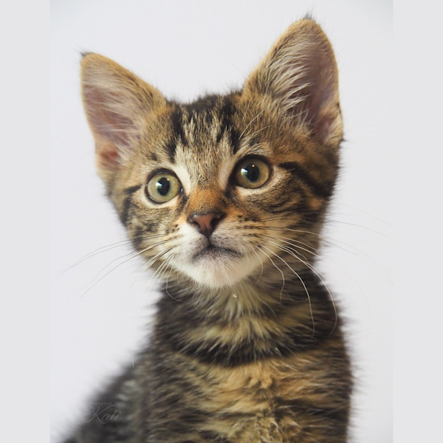 Photo of Gus
