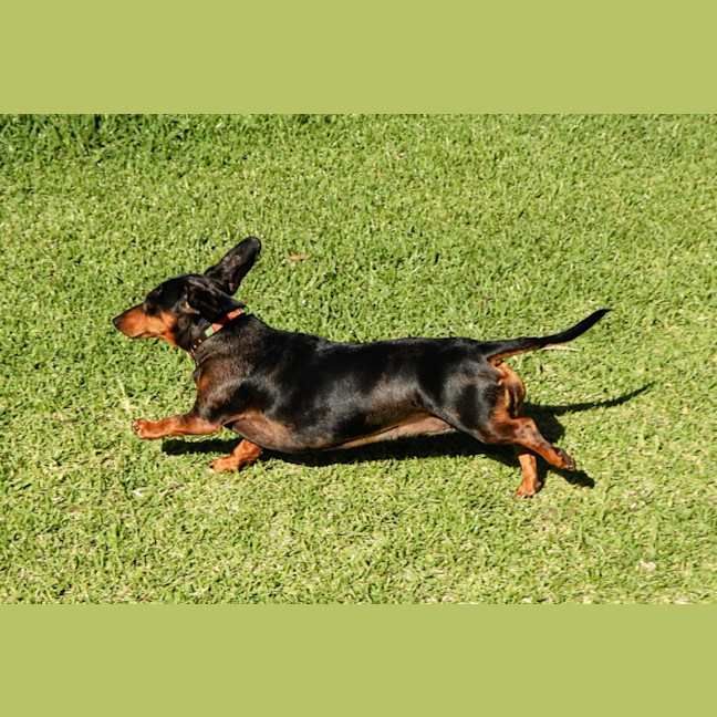 Photo of (Titch) Roxie