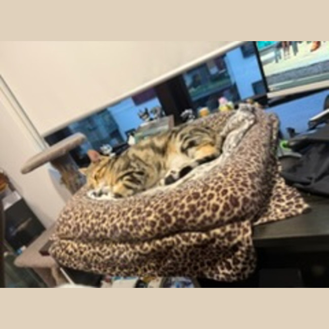 Photo of Peanut *9 Lives Project Rescue*