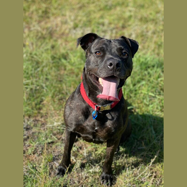 Photo of Koda