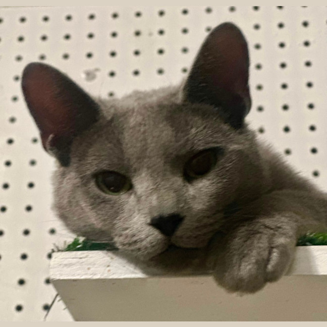 Photo of Sterling 😻🧵🧶