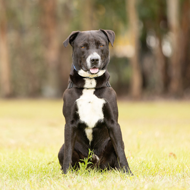 Photo of Whiskey