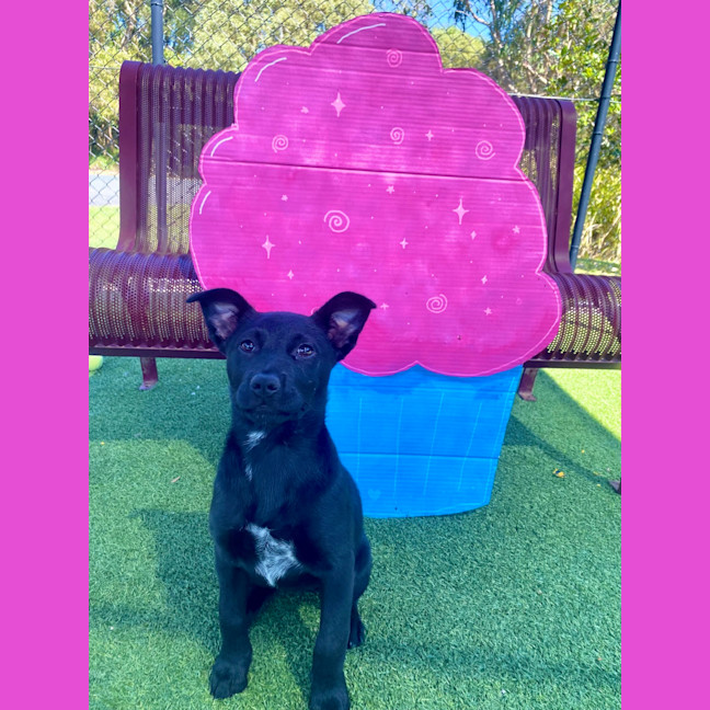 Photo of Tilly