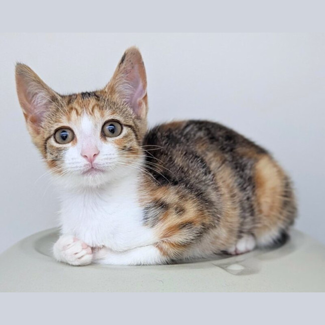 Photo of Willow