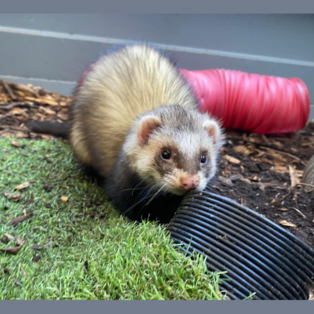 Photo of Sid & Digby