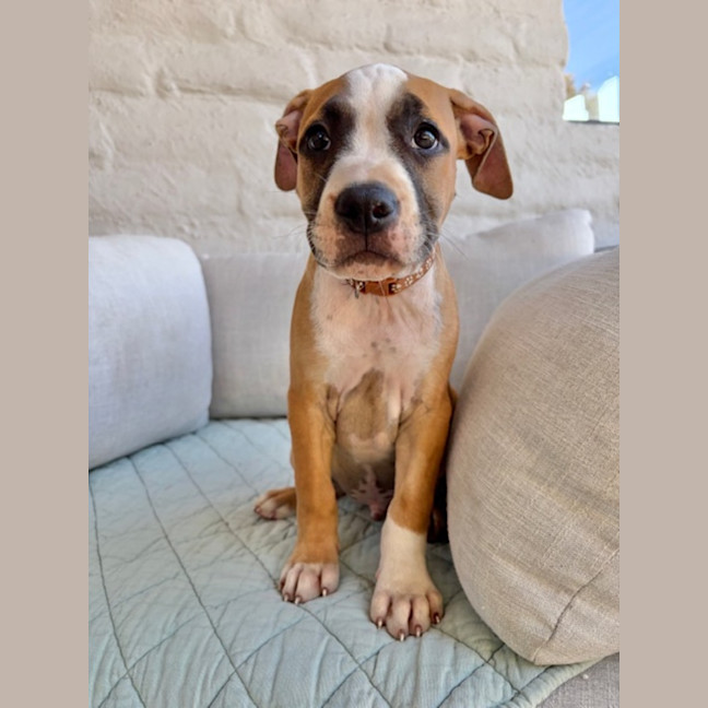 Chet - Large Male Staffordshire Bull Terrier Mix Dog in VIC - PetRescue