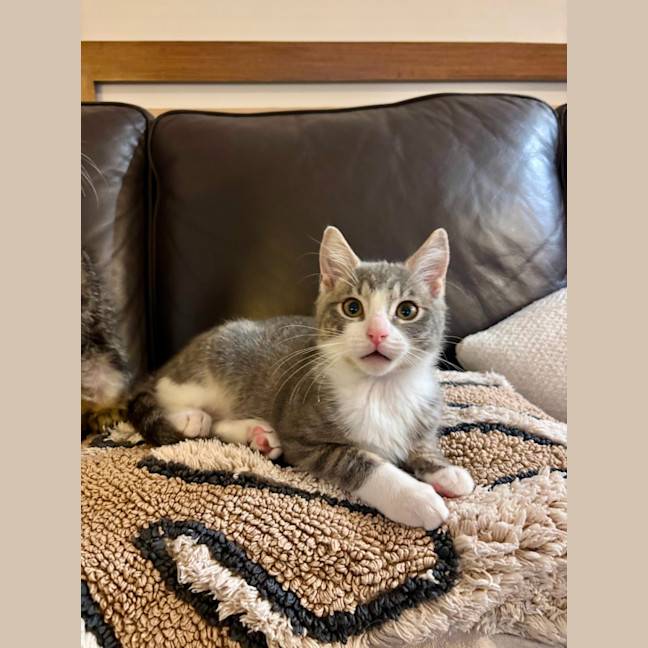 Photo of Sesame
