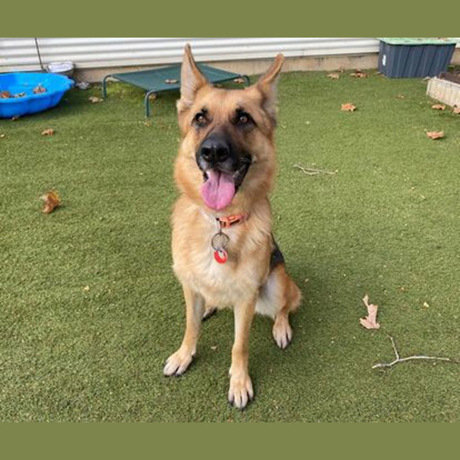 Photo of Maple