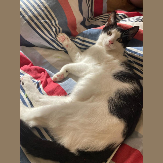Photo of Rocky