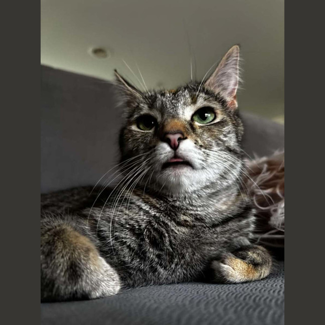 Photo of Mumma Cat (Urgent Home Needed) 