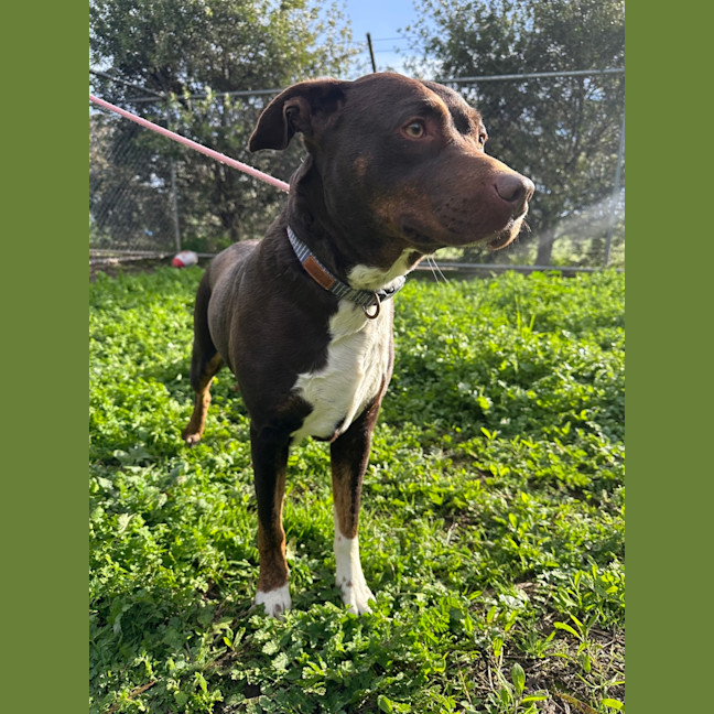 Photo of Whisky (Jameson)