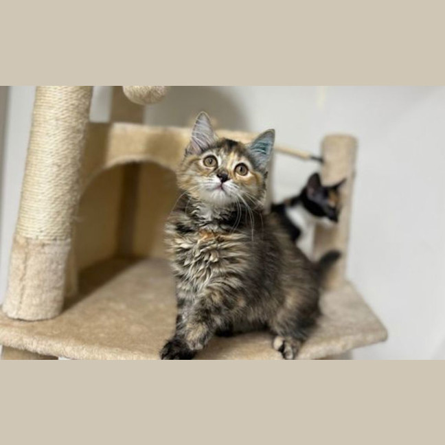 Photo of Little Miss Muffet
