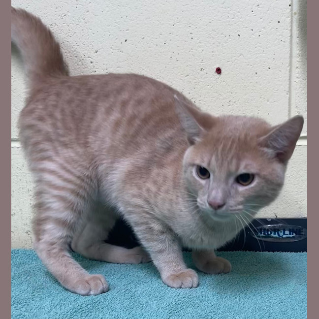 Photo of Smokey