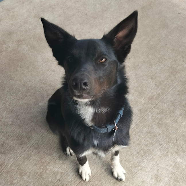 Photo of Bhoot   Assisted Rehome