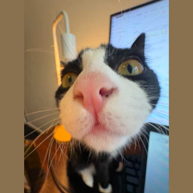 Photo of Pickle 