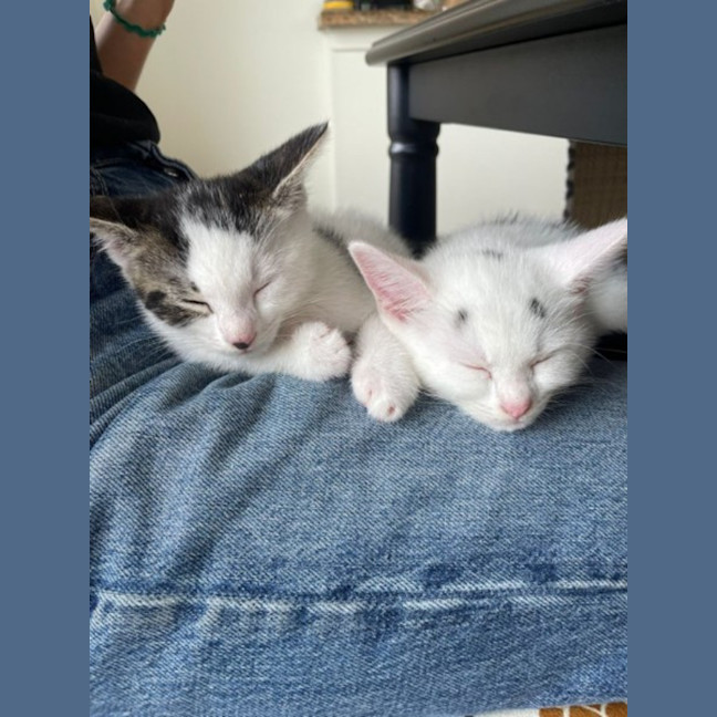 Photo of Wednesday & Pugsley  Pe Tstock Birkenhead Point