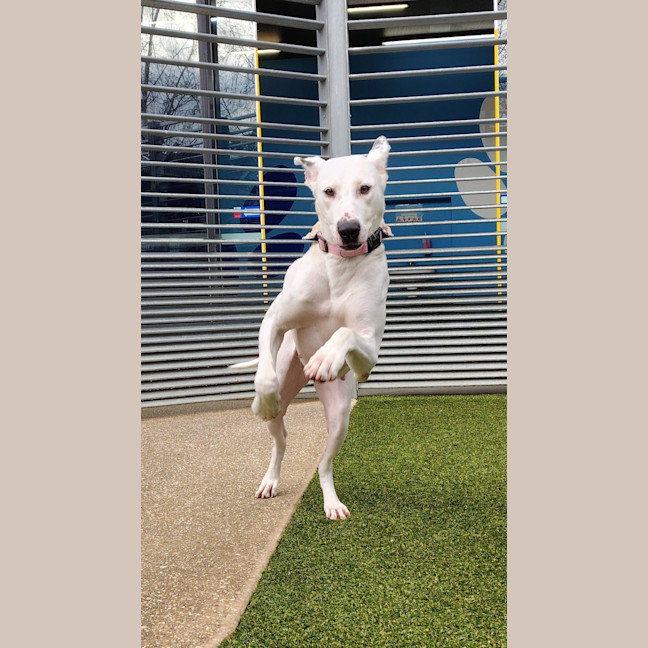 Photo of Gracie