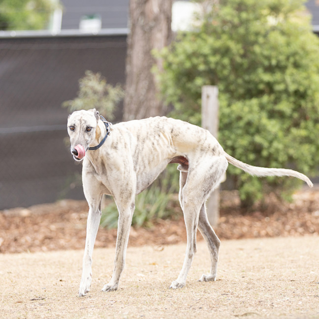 Photo of Ghost