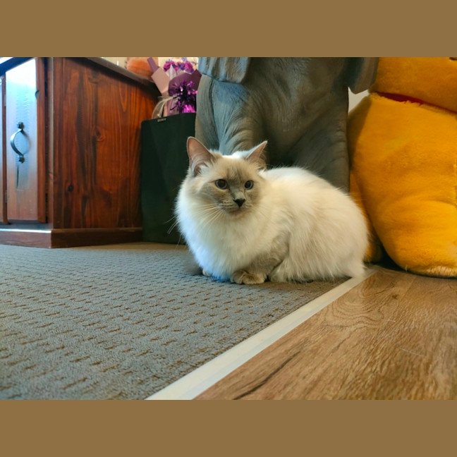 Photo of Sklya & Coco