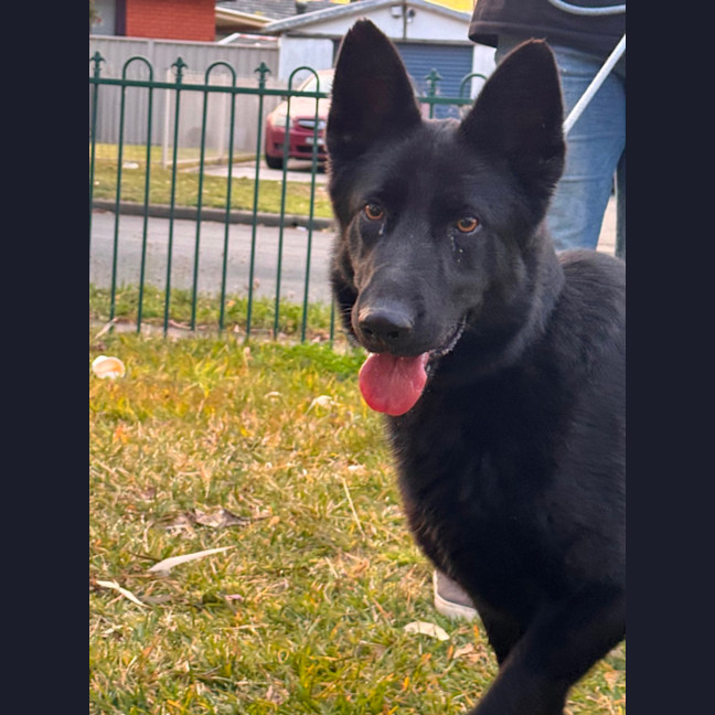 Photo of Luna