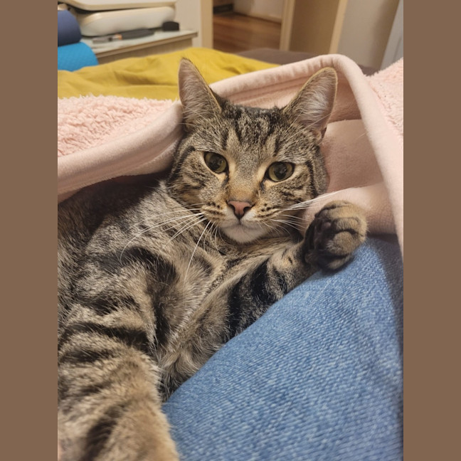 Photo of Tommy