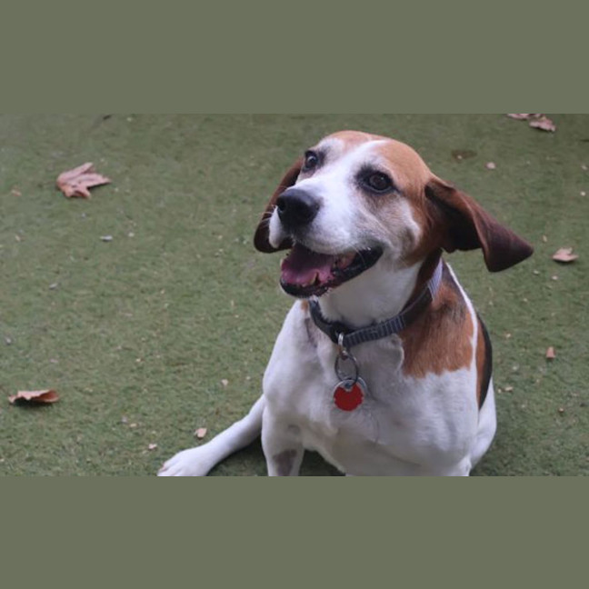 Photo of Buddy