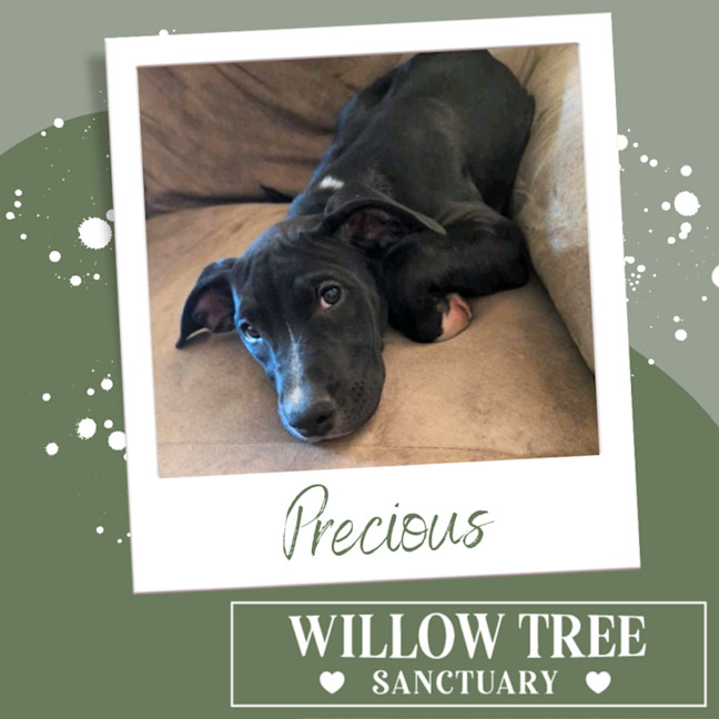 Photo of Precious 