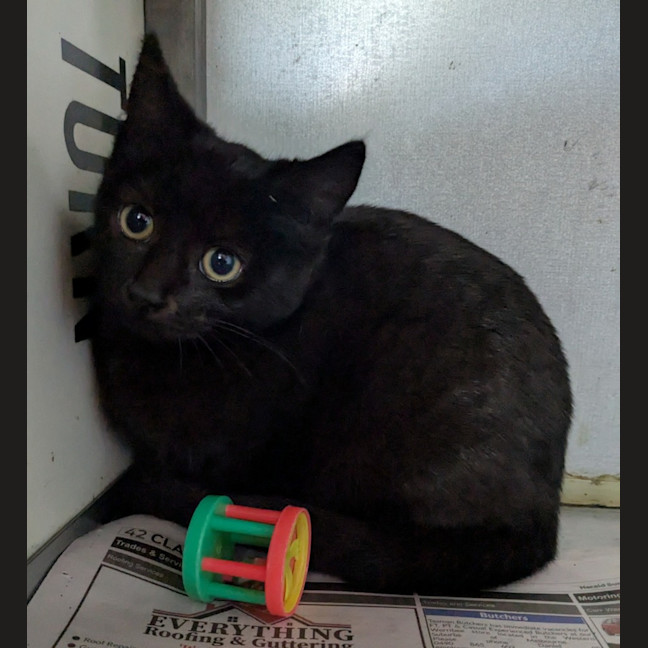 Photo of Mushroom Magee