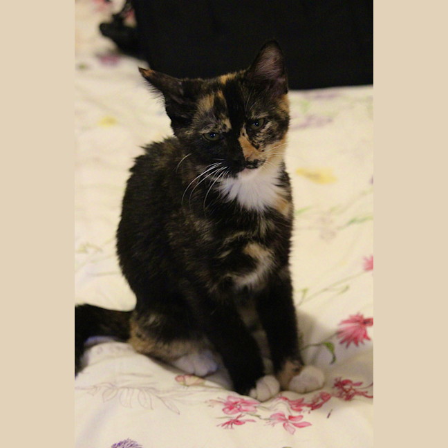 Photo of Vixen