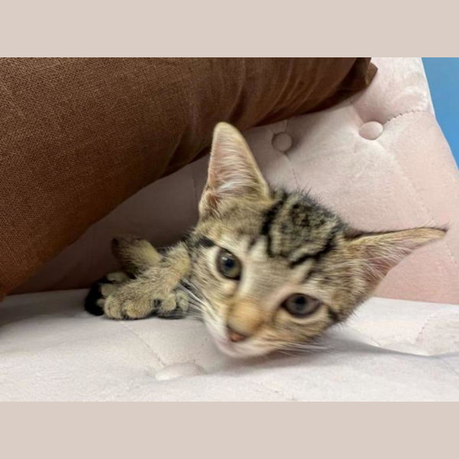 Photo of Nala