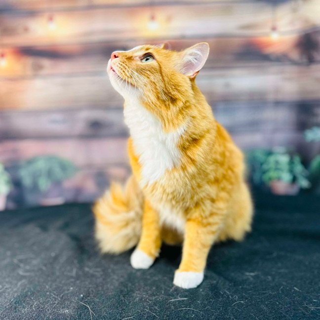 Photo of Thelonious   Located In Fitzroy 