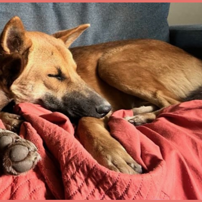 Photo of Storm   18 Mo Dingo Hybrid