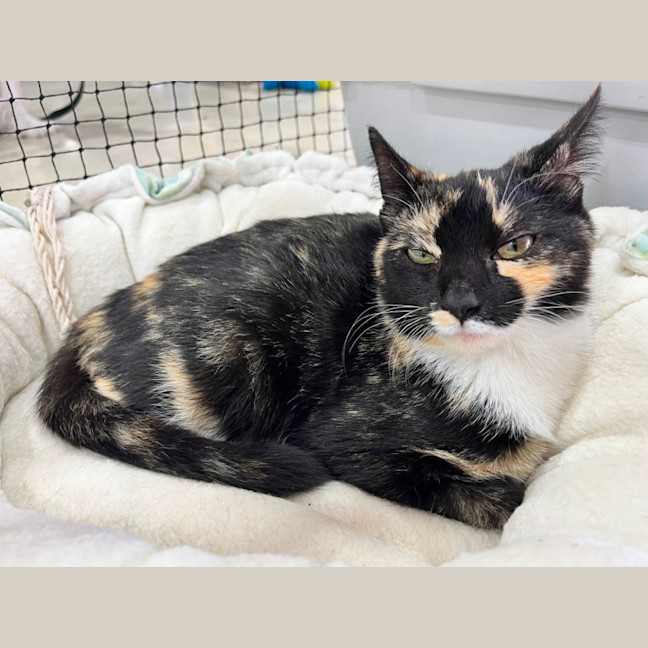 Photo of Izzy *9 Lives Project Rescue*