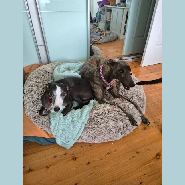 Photo of Jazzy, The 1 Year  Greyhound