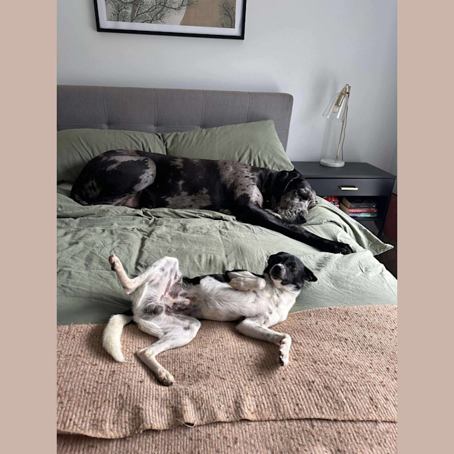 Photo of Jiminy Cricket