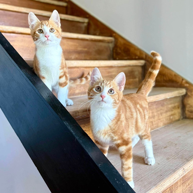 Photo of Monkey   Located In Templestowe