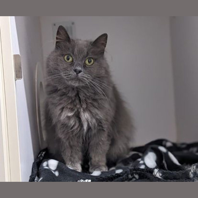 Photo of Willow