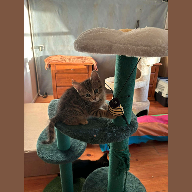 Photo of Ophelia