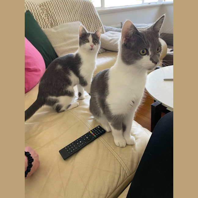 Photo of Chilli & Rambo 