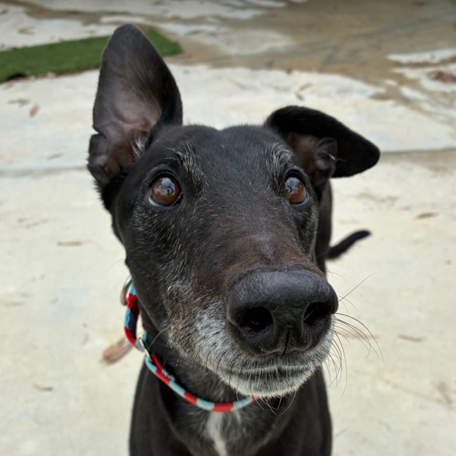 Photo of Coby The Greyhound