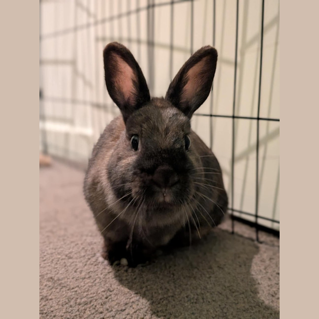 Photo of Bunny Boop