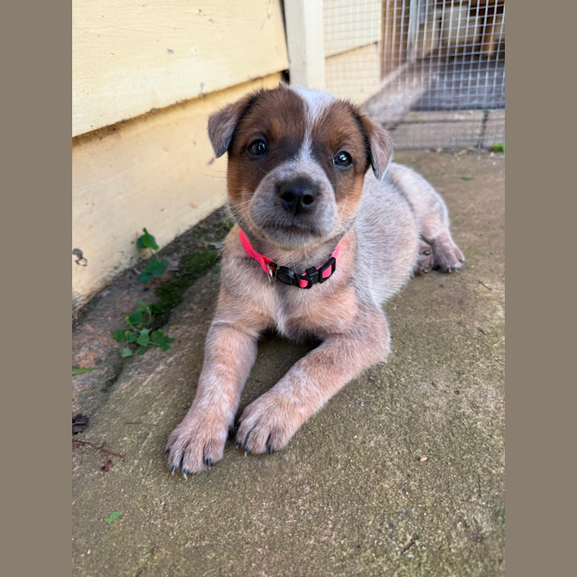 Photo of Samba
