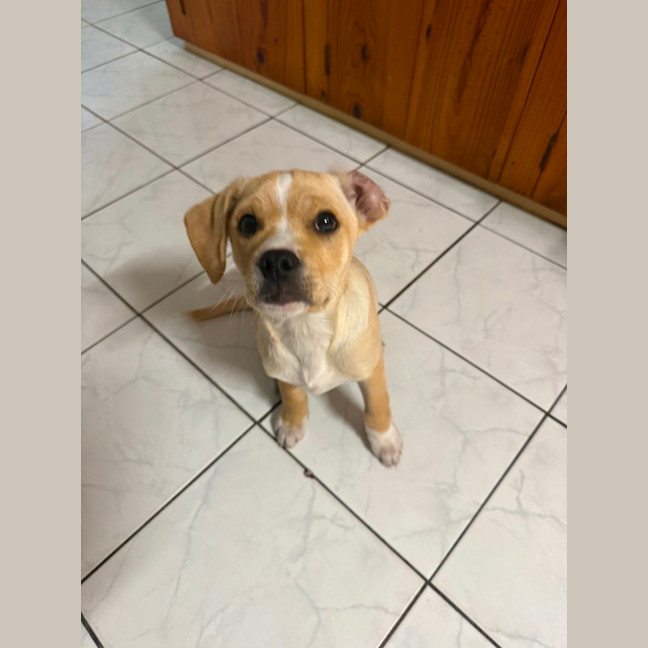Photo of Colbie   4 Month Old Pug X Cavalier