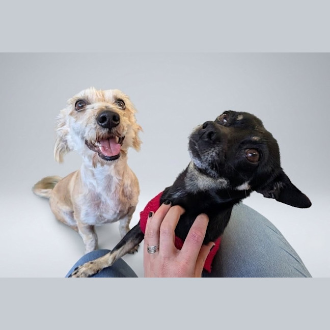Photo of Tank & Bato