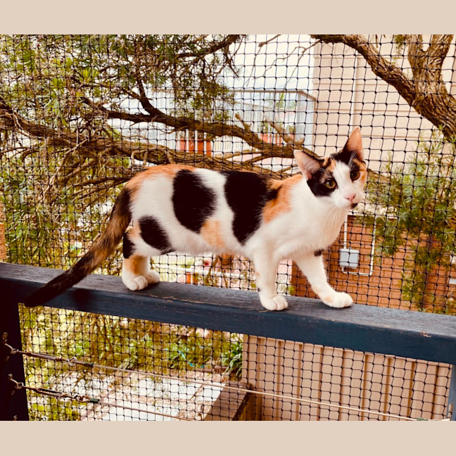 Photo of Ivy