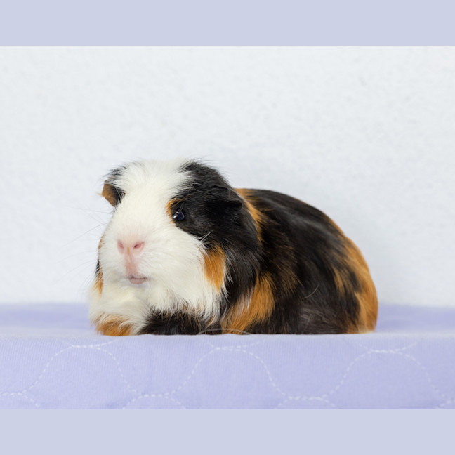 Photo of Scooter