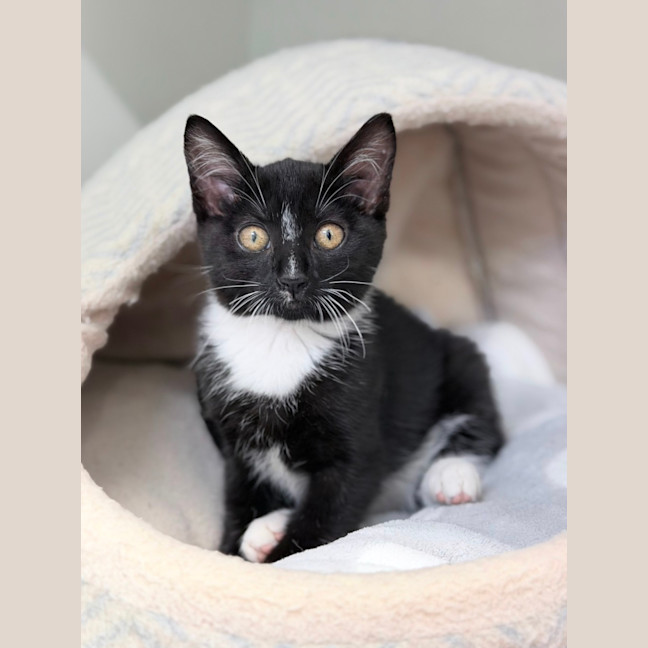 Photo of Maven