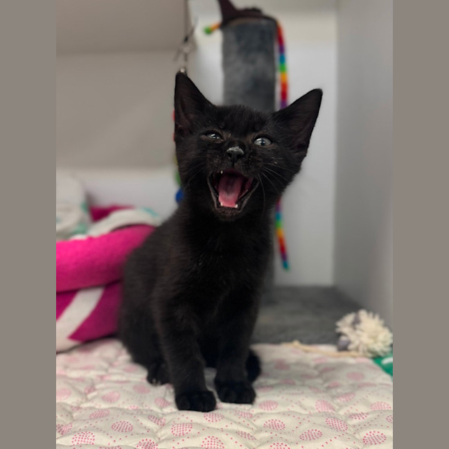 Photo of Frankie