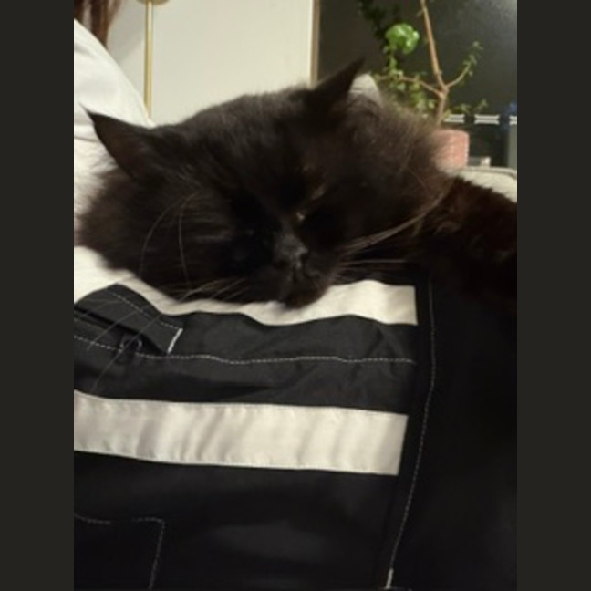 Photo of Jet   9 Year Old Domestic Long Hair
